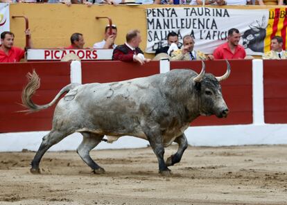 Salida del segundo toro de Saltillo al ruedo de Céret.