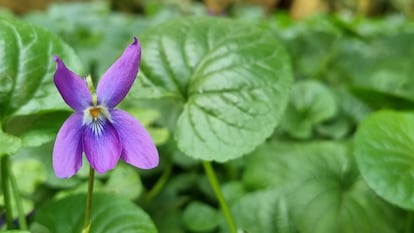 Violetas primavera