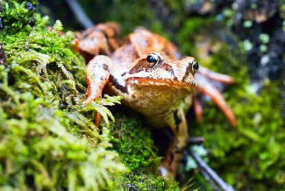 A specimen of the wood frog 'Lithobates sylvaticus' in Russia.