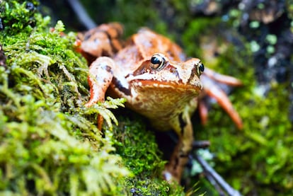 Un ejemplar de 'Lithobates sylvaticus', en Rusia.