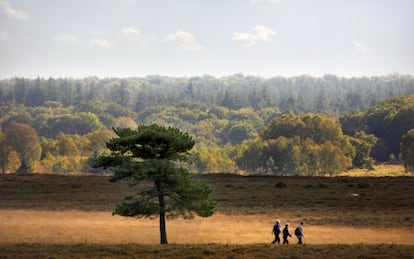 Rutas de senderismo en el parque nacional New Forest, al sur de Inglaterra (Reino Unido).