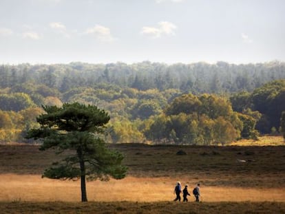 Rutas de senderismo en el parque nacional New Forest, al sur de Inglaterra (Reino Unido).