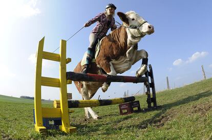 Regina Mayer, a lomos de su vaca Luna, salta un obstáculo normalmente pensado para los equinos, en el sur de Alemania. Los padres de Regina no accedieron a comprarle un caballo, así que la joven de 15 años comenzó a entrenar a la vaca Luna hasta lograr un parecido aceptable con un caballo.