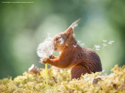 GEERT WEGGEN