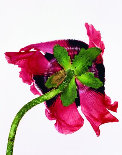 Single Oriental Poppy, Nueva York, 1968