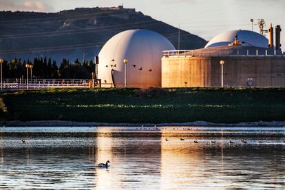 Las lagunas artificiales de almacenamiento de agua creadas en Cabezo Beaza (Cartagena, Murcia) sirven de refugio a más de 30 especies de aves acuáticas, algunas de ellas en peligro de extinción.