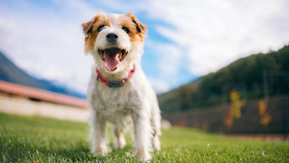 Un perro con collar en la naturaleza.