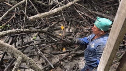 Wilfredo Rujel, en su jornada como recolector de cangrejos rojos en los manglares de Tumbes.