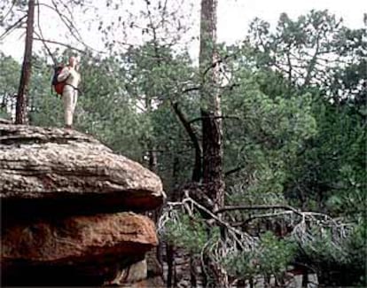 Pinos y roquedales en la sierra de Albarracín.