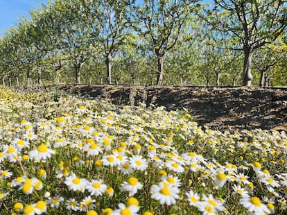 Finca de almendros de ISFA El Cincho, en Alcazaba (Badajoz), con flora autóctona contra la erosión del suelo.