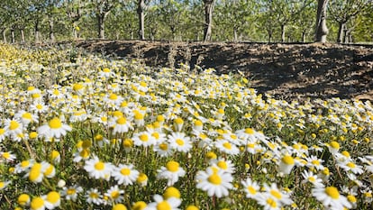 Finca de almendros de ISFA El Cincho, en Alcazaba (Badajoz), con flora autóctona contra la erosión del suelo.