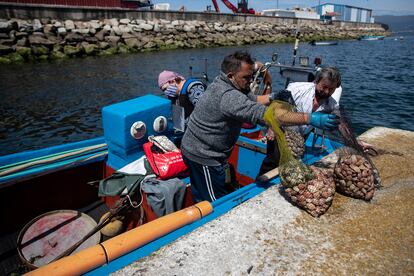 Mariscadores de la cofradia de pescadores de A Illa de Arousa