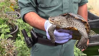 Una de les tortugues confiscades.