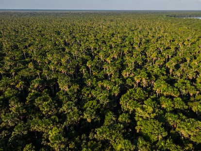 Imagen aérea del bosque en la ciudad amazónica de Iquitos (Perú) en agosto de 2023.