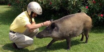 Un porc senglar a la plaça Alfons Comín de Barcelona l'any 2002.