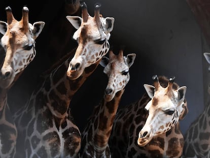 Girafas em um zoológico de Calcutá (Índia).
