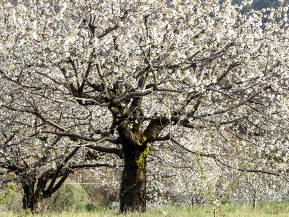 Así lucha la tierra del cerezo para conseguir un nuevo florecimiento económico
