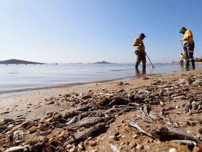 Operarios retiran los peces muertos en las playas del Mar Menor en Murcia en agosto de 2021.