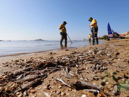 Operarios retiran del mar los peces muertos que han aparecido por quinto día consecutivo este viernes en las playas del Mar Menor en Murcia.