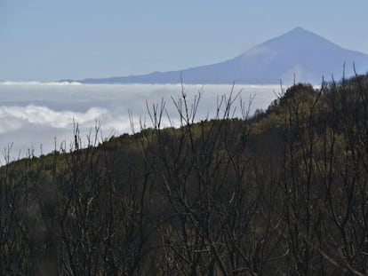 Bosque calcinado en Las Tajoras (La Gomera). Al fondo, el Teide, en la vecina Tenerife.