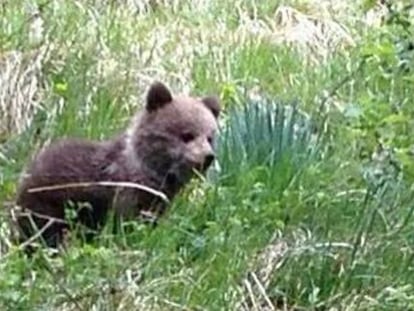 La cría de oso vivirá en un bosque cercado.