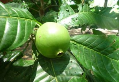 Árbol y fruto del borojó, del que se extrae el llamado Jugo del Amor.