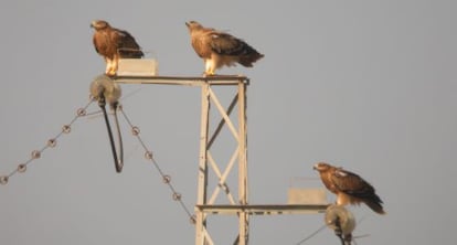 Ejemplares de águila, en un poste eléctrico.
