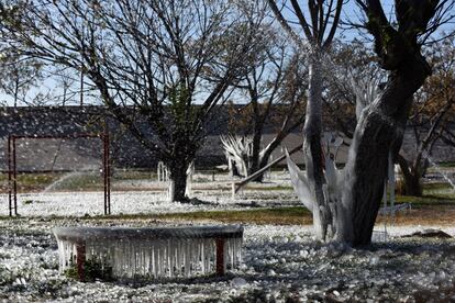 Árboles congelados en un parque en Ciudad Juárez, el 23 de diciembre de 2022. 