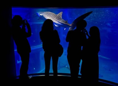 Tiburón ballena en el acuario Kaiyukan de Osaka.