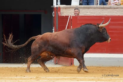 Novillo de Montealto lidiado el pasado 7 de septiembre en Villaseca de la Sagra.