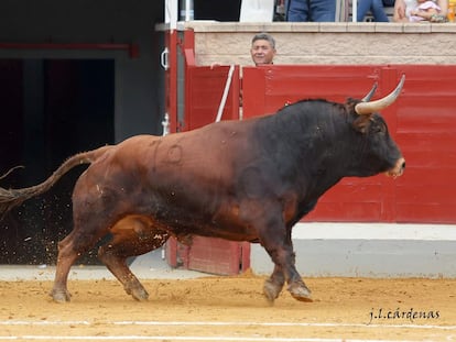 Novillo de Montealto lidiado el pasado 7 de septiembre en Villaseca de la Sagra.