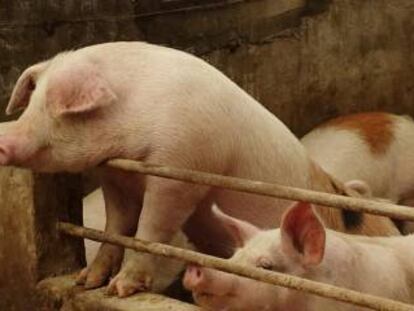 Los productores de cerdo chino andan como locos por un acuerdo