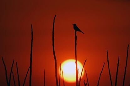 Un pájaro descansa en un árbol durante el atardecer en San José Villanueva (El Salvador).