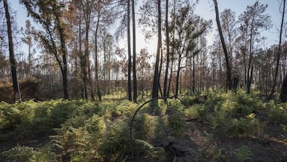 Bosque en Pedrograo Grande (Portugal).