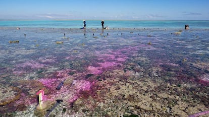 Investigadores realizan el experimento en la Gran Barrera de Coral.