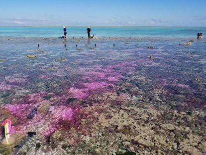 Investigadores realizan el experimento en la Gran Barrera de Coral.