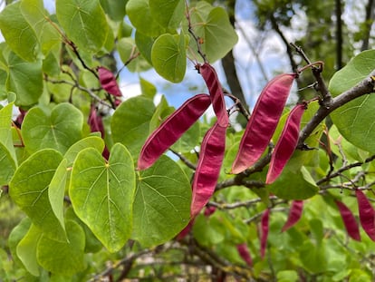 Las vainas de este árbol se tiñen de rojo antes de secarse.