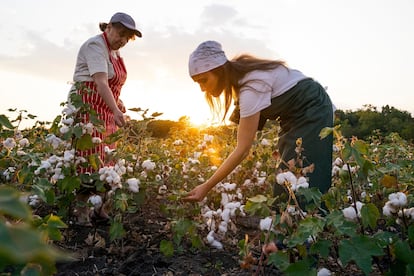Los tejidos hechos con algodón orgánico son mucho más suaves y resistentes que los convencionales. En parte, porque las fibras tanto se cultivan como se recogen a mano, para conservar su pureza y evitar que se rompan, obteniendo unos hilos más largos y resistentes.