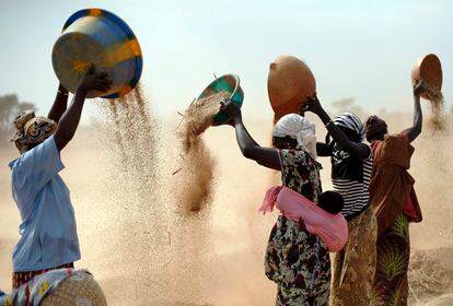 Mujeres tamizan el trigo en un campo cerca de Segou, en el centro de Malí, en enero de 2013.