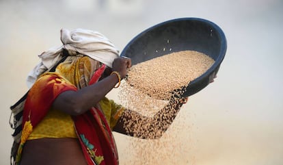 Una granjera con la cosecha de trigo en Allahabad (India).