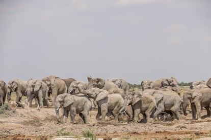 Por qué Botsuana amenaza con llenar Hyde Park de elefantes y enviar decenas de miles a Alemania