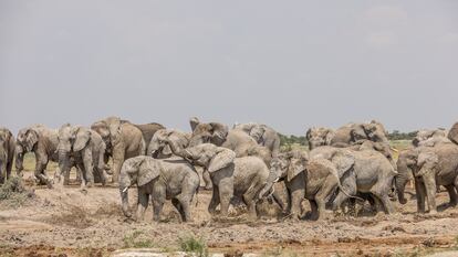 Elefantes de la reserva de Khutse Game, en Botsuana, el 30 de marzo de 2024