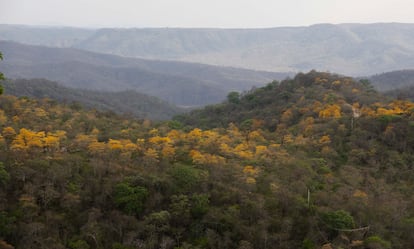 BOSQUES SECOS TROPICALES. Los bosques secos tropicales, como este de la imagen en Mangahurco, Ecuador, se presentan en áreas de hasta 1000 metros de altitud y con precipitaciones de 500 a 1.000 mm anuales. Pese a tener largos periodos de sequía, tienen una biodiversidad rica en especies nativas. Sin embargo, es uno de los bosques tropicales más amenazados del mundo.