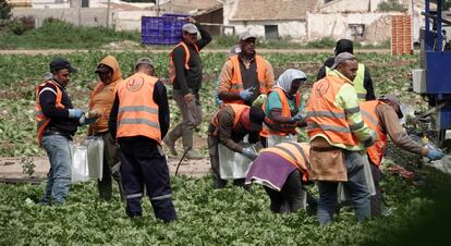 Trabajadores sin protección recogen la cosecha en una huerta en Murcia.