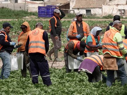 Trabajadores sin protección recogen la cosecha en una huerta en Murcia.