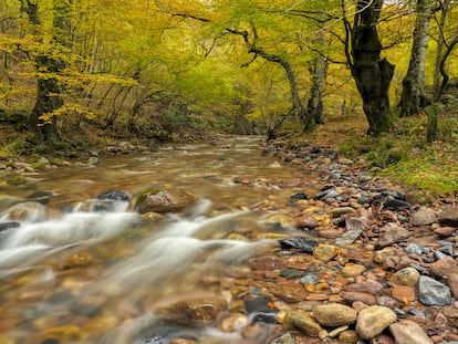 Paisaje otoñal en el parque natural Saja-Besaya (Cantabria).