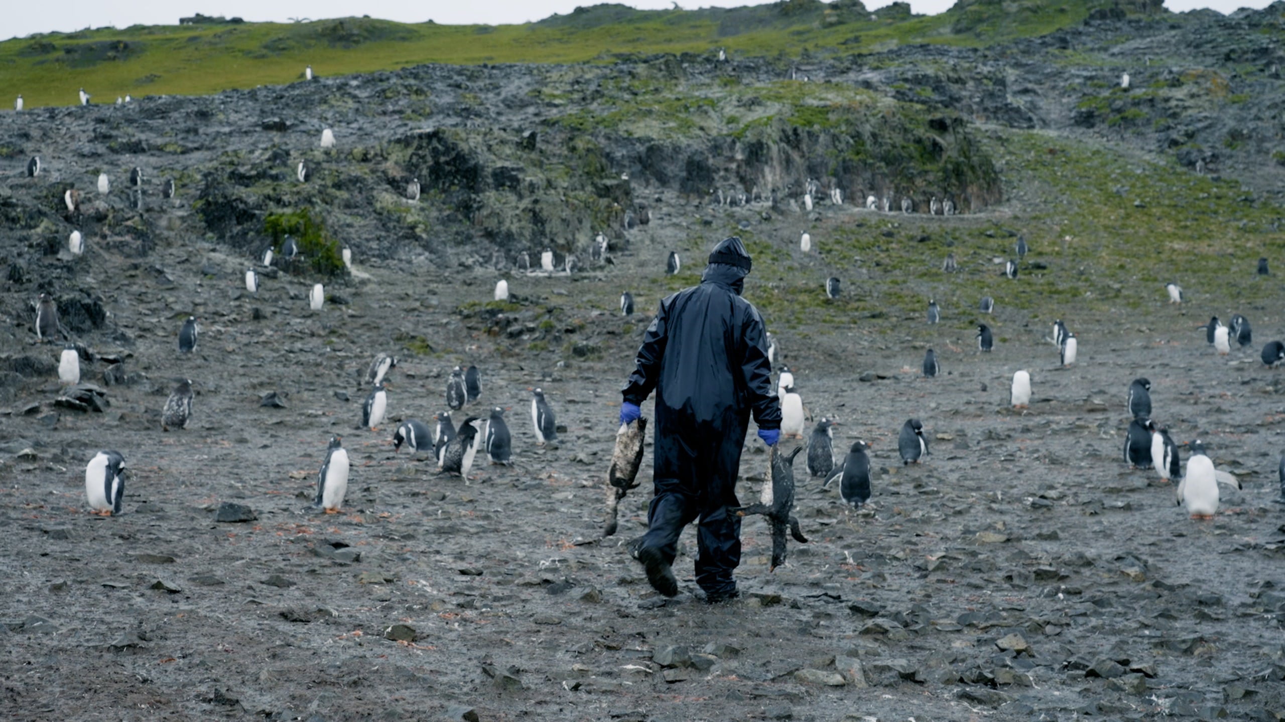 Un miembro de la expedición, con dos cadáveres de pingüinos en Punta Hannah (isla Livingston, Antártida).