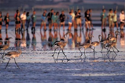 La laguna de Fuente de Piedra, en Málaga, es una de las mayores de España (junto a la de Gallocanta, en Zaragoza). Unas 400 personas participan cada año en las tareas de anillamiento de flamencos.