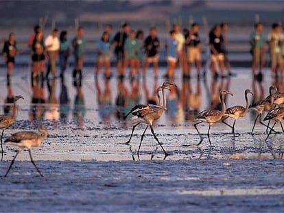 La laguna de Fuente de Piedra, en Málaga, es una de las mayores de España (junto a la de Gallocanta, en Zaragoza). Unas 400 personas participan cada año en las tareas de anillamiento de flamencos.
