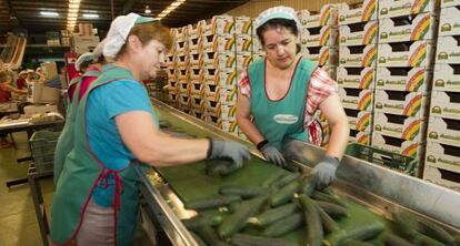 Trabajadoras de una empresa de pepinos de El Ejido, Almería.